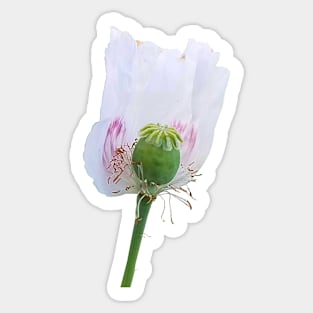 White Poppy Flower Sticker